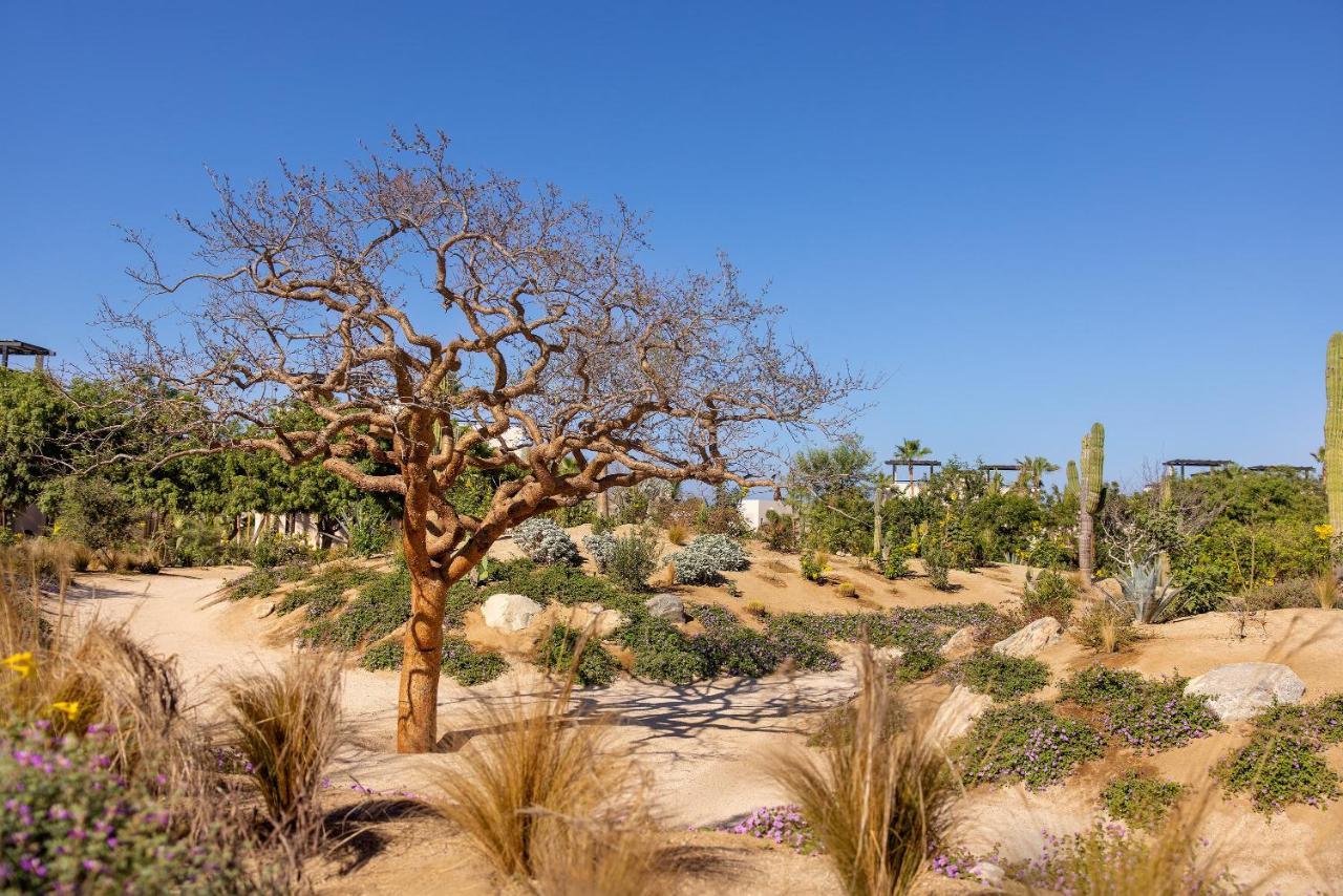 Kimpton Mas Olas Resort And Spa Todos Santos Ngoại thất bức ảnh